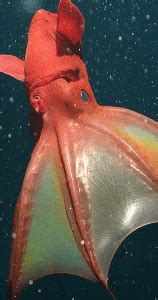 Vampire Squid Facts: They Eat Zooplankton, Waste, and Mucus - Odd Facts
