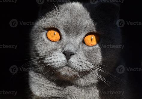 Scottish fold cat. 12830783 Stock Photo at Vecteezy