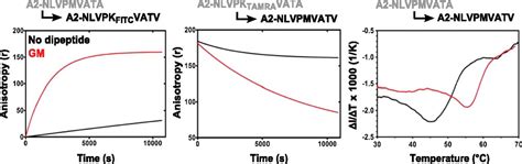 Dipeptides Catalyze Rapid Peptide Exchange On MHC Class I Molecules PNAS