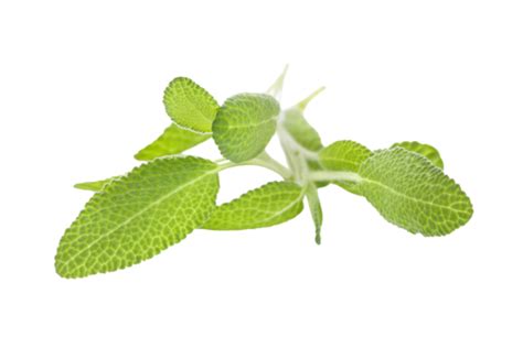 Culinary Sage Medicine Healthy Plant Garnish PNG Transparent Image