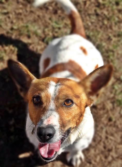 Brandy Small Female Jack Russell Terrier Dog In Nsw Petrescue