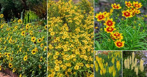 50 Most Beautiful Yellow Perennial Flowers | Balcony Garden Web