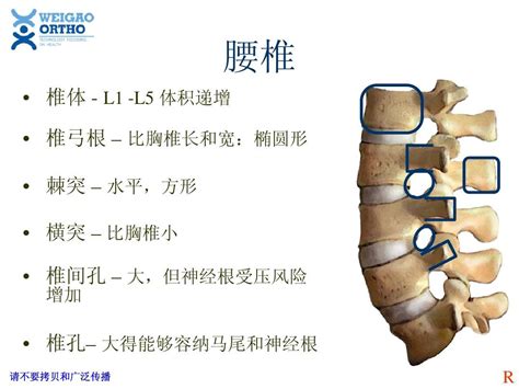 脊柱解剖基础word文档在线阅读与下载无忧文档