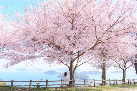 瀬戸内を望む山に広がる幻想的な桜景色「紫雲出山」 Tabizine～人生に旅心を～