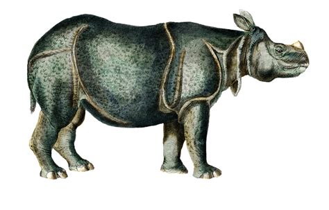Download Rhinoceros Rhino Pachyderm Royalty Free Stock Illustration