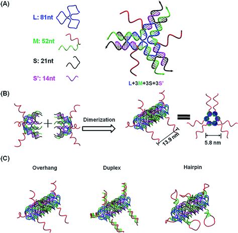 Functional Dna Nanotube Design A Scheme Of A Dna Y Motif Design The