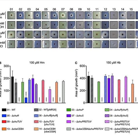 The Chu Operon Encodes A Heme Uptake System ChuRTUV And A