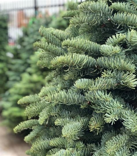 Northwest Premium Fresh Cut Noble Fir Christmas Tree Wilco Farm Stores