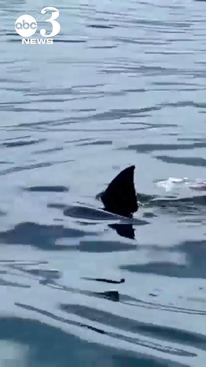 Central Coast Biologist Encounters Great White Shark Feasting On Sea Lion Youtube