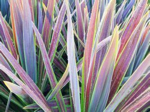 Cordyline Choc Mint Westlake Nursery