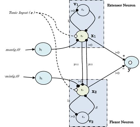 Matsuoka Neural Oscillator Model Black Dots Corresponds To Inhibitory