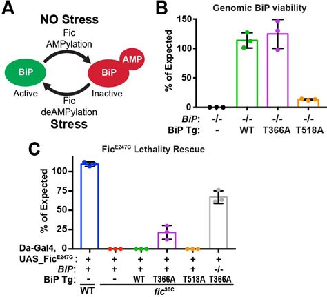 Figures And Data In Adaptation To Constant Light Requires Fic Mediated