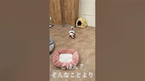 荒ぶるパピヨンの女の子はづきちゃん！ 繁殖引退犬 いぬ 里親 犬のいる暮らし Shorts 犬 里親cafe 吉川美南