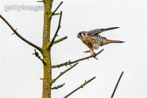 American Kestrel Perched On A Tree Branch