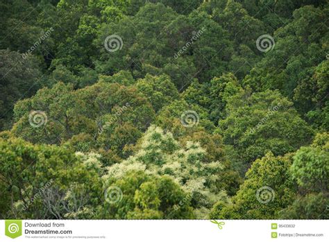 Landscape View Of Dry Tropical Evergreen Forestthailand Stock Photo