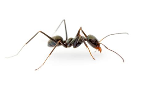 Types Of Black Ants In The House And Yard Pestxpert