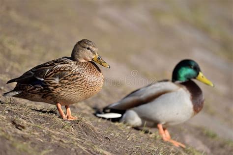 A Mallard Hen and a Mallard Drake Stock Image - Image of nature ...