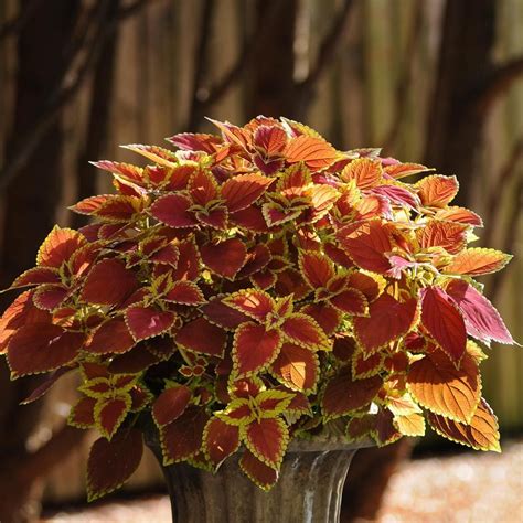 Coleus Trusty Rusty White Flower Farm