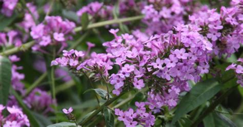 Phlox Paniculata Jeana Jeanna Vlambloem Floks Bloemenpark