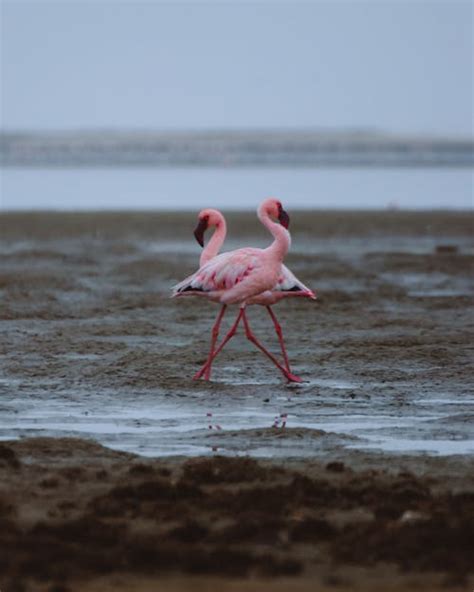 Flamingos On Beach Photos Download The Best Free Flamingos On Beach