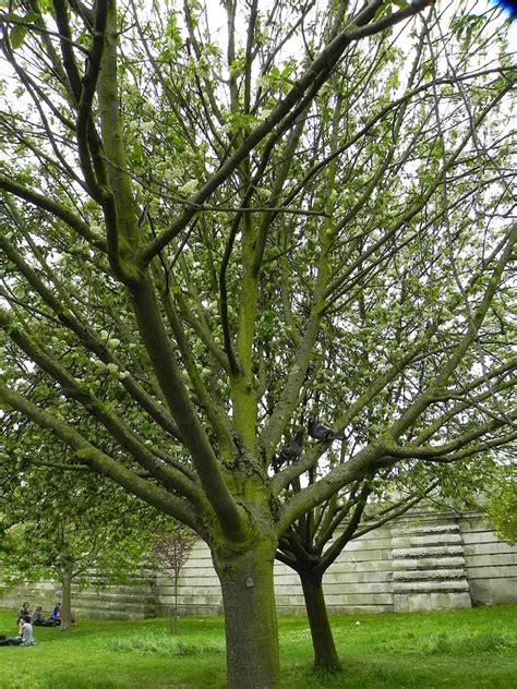 R B O L E S T R E E S Prunus Serotina Ehrh Cerezo Negro Americano