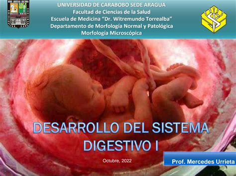 Solution Desarrollo Embrionario Del Sistema Digestivo I Studypool