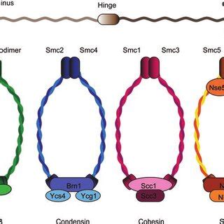 PDF The SMC Complexes DNA And Chromosome Topology Right Or Knot