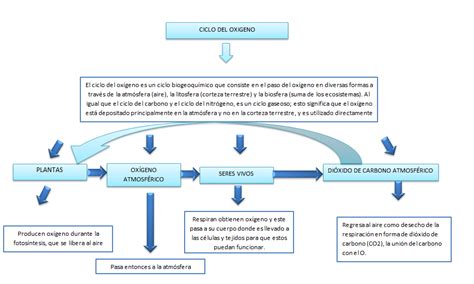 Actividad 5 Mapa Conceptual Ciclo Del Oxigeno