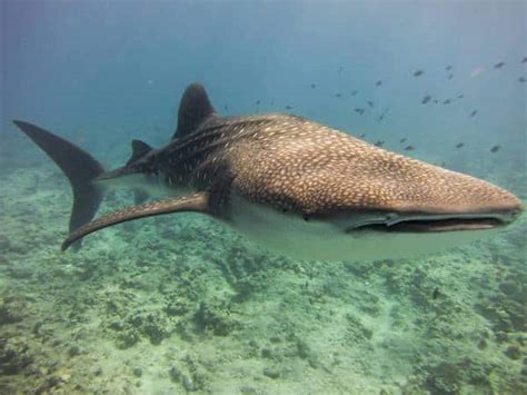 Whale Shark Spotted In Bunaken Diving Bunaken Two Fish Divers