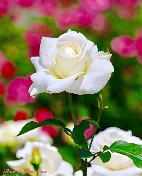 Nature's beauties. | Beautiful rose flowers, Beautiful flowers pictures ...