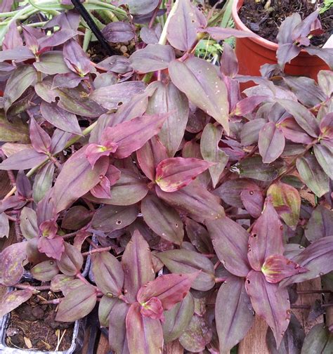 Tradescantia Zebrina Purpusii Pépinière Ezavin