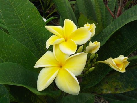 Pin On Plumeria Varieties And Their Care And Propagation