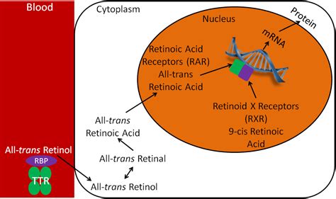 12 63 Vitamin A Nuclear Receptors Nutrition