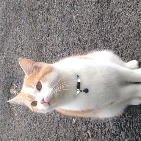 Found Cat White And Ginger Cat Thame Area Oxfordshire