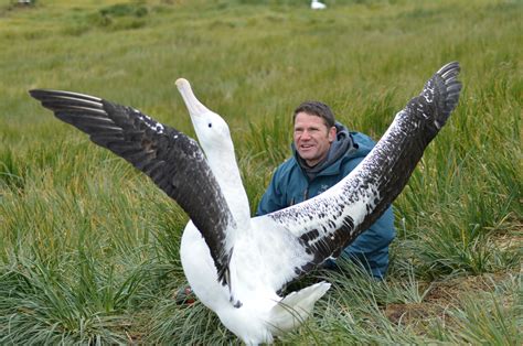 Albatross Compared To Human