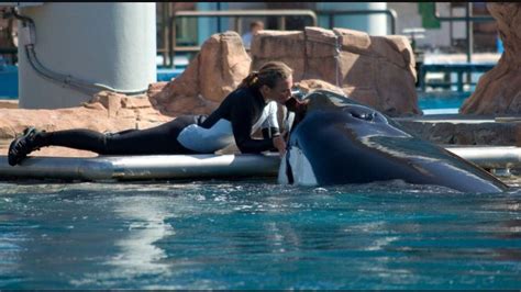 Dawn Brancheau Death Video on Reddit: Autopsy, The SeaWorld Trainer ...