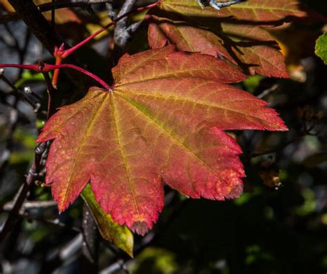 Best Vine Maple Stock Photos Pictures And Royalty Free Images Istock