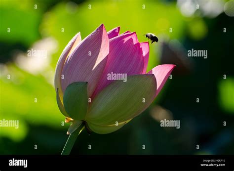 Lotus Blossoms At Kenilworth Park And Aquatic Gardens In Washington DC