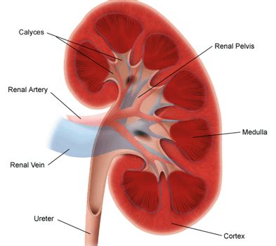 Bruised Kidney Symptoms, Pain from a Fall, Diagnosis and Treatment of a Bruised Kidney