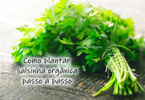 Como plantar salsinha orgânica passo a passo