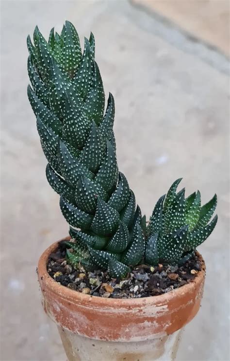How To Grow Haworthia The Gardeners Planet