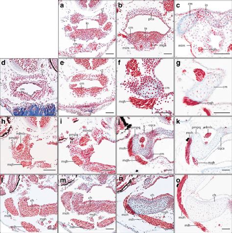 FIG URE 2 Xenopus Laevis Transverse Histological Sections Of Larval