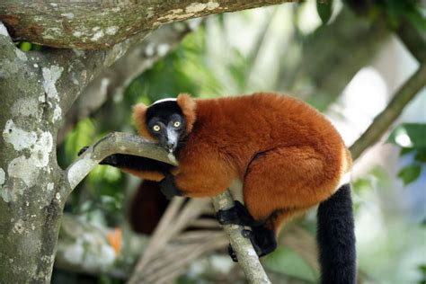 Red Ruffed Lemur Varecia Rubra Adult Editorial Stock Photo Stock