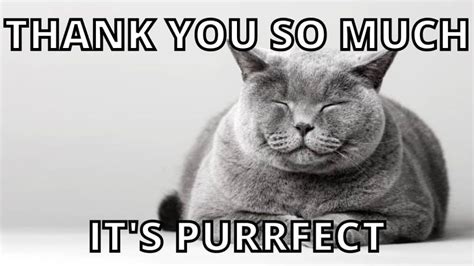 33 Of The Cutest Thank You Memes And Puns Get Ready To Smile