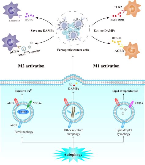 Targeting The Macrophage Ferroptosis Crosstalk A Novel Insight Into