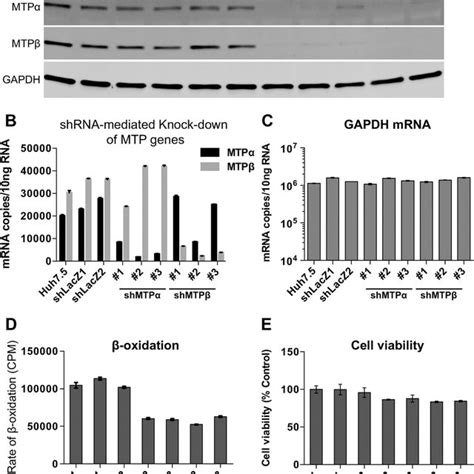 Shrna Mediated Knockdown Of Mtp And Mtp Lentiviral Vector Mediated