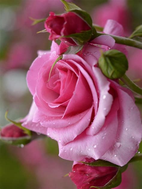 The symbolism and meaning of pink roses – Artofit