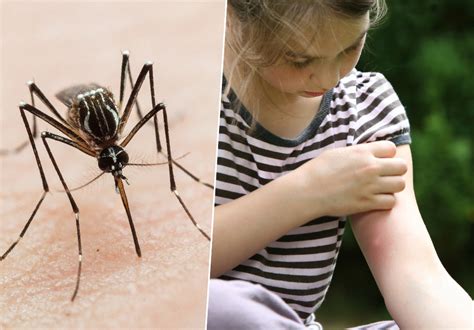 Muggen Die Ziektes Verspreiden Rukken Op Zeker In De Vakantielanden