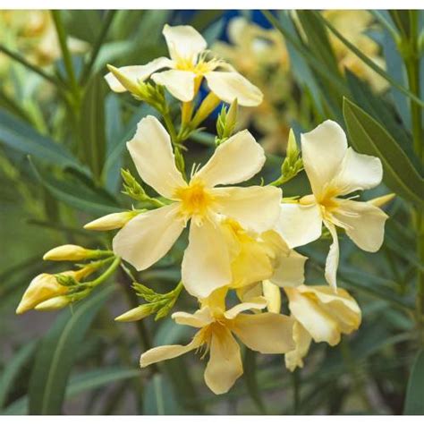 Rose Bay Yellow Flowers Buy Rose Bay Yellow Flowers Nerium