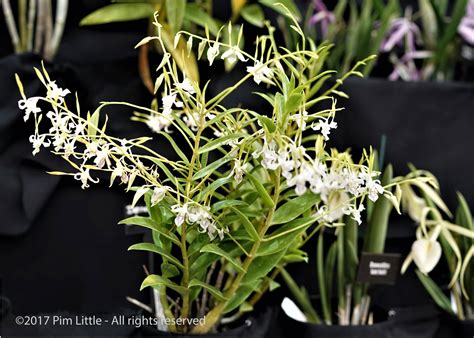 Dendrobium Antennatum Orchidroots